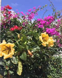 Kukkia El Hierrolla