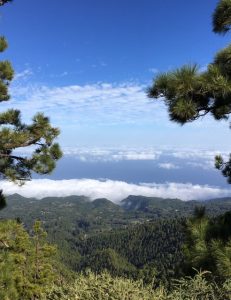 La Palma metsässä vuorella