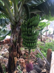 Banaanipuu, Hermigua, La Gomera 